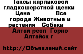 Таксы карликовой гладкошерстной щенки › Цена ­ 20 000 - Все города Животные и растения » Собаки   . Алтай респ.,Горно-Алтайск г.